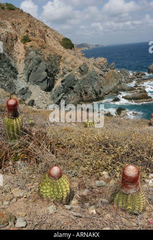 Cactus St John Isole vergini Foto Stock