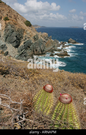 Testa di ariete trail cactus San Giovanni Foto Stock