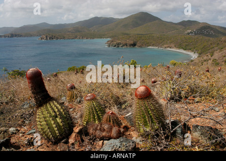 Testa di ariete trail cactus St John Isole Vergini Americane Foto Stock