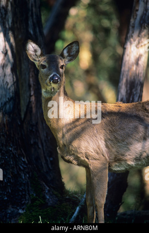 White Tailed Deer (Odocoileus virginianus), British Columbia, Canada. Foto Stock