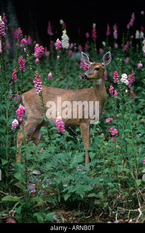 Blacktail deer sulla collina di foxglove fiori, British Columbia, Canada. Foto Stock