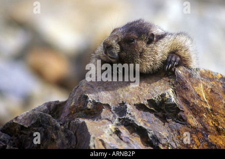 Annoso marmotta, Whistler, British Columbia, Canada. Foto Stock