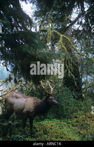 Rooselvelt elk, Isola di Vancouver, British Columbia, Canada. Foto Stock