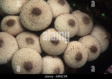 Puffballs nella foresta pluviale Carmanah, British Columbia, Canada. Foto Stock