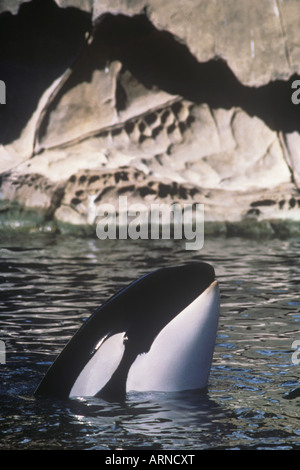 Spy hopping orca (orcinus orca) off Saturna Island, isola di Vancouver, British Columbia, Canada. Foto Stock
