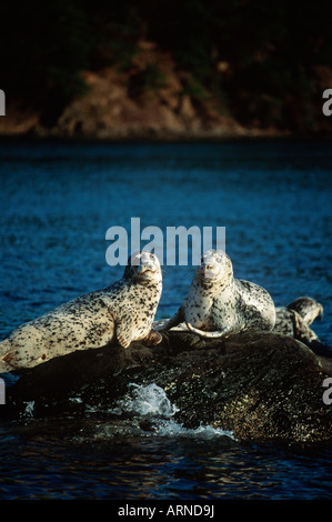 Pacific Harbour guarnizioni (Phoca vitulina), l'isola di Vancouver, British Columbia, Canada. Foto Stock