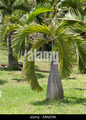 Bottiglia palm (hyophorbe lagenicaulis) Foto Stock