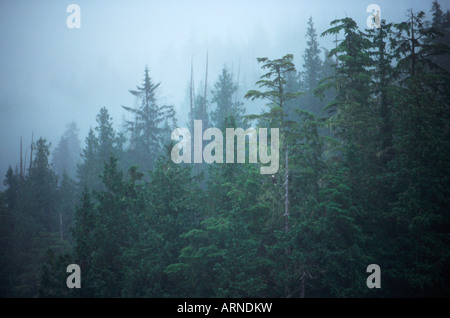 Queen Charlotte Islands - Hadia Gwaii eagle in alberi, British Columbia, Canada. Foto Stock