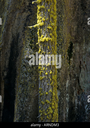 Sequioas gigante (Sequoiadendron giganteum), il Sequoia np, california, Stati Uniti d'America Foto Stock