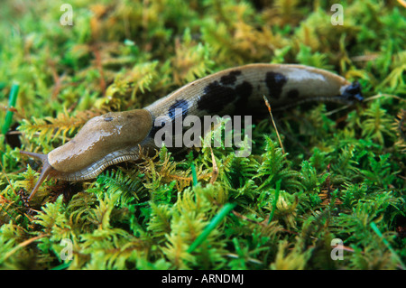 Queen Charlotte Islands - Hadia Gwaii - banana slug, British Columbia, Canada. Foto Stock