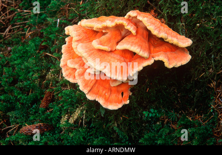Queen Charlotte Islands - Hadia Gwaii - forest fungo, British Columbia, Canada. Foto Stock