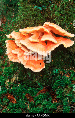 Queen Charlotte Islands - Hadia Gwaii - forest fungo, British Columbia, Canada. Foto Stock