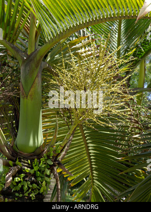Bottiglia palm (hyophorbe lagenicaulis) Foto Stock