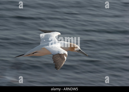 Northern Gannet (Morus bassanus) al volo Foto Stock