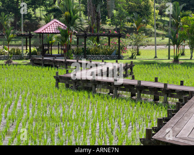 Risaie, taman pertanian, Shah Alam, Malaysia Foto Stock