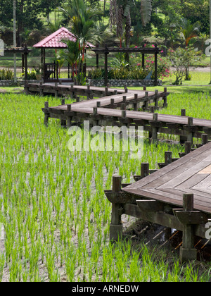 Risaie, taman pertanian, Shah Alam, Malaysia Foto Stock