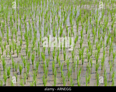 Asian riso (Oryza sativa) Foto Stock