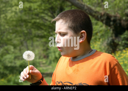 12-anno-vecchio ragazzo gioca con un tarassaco (Taraxacum officinale) Foto Stock