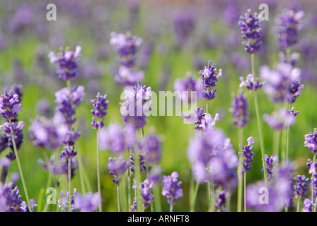 La lavanda - Lavandula angustifolia Foto Stock