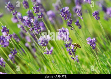 La lavanda - Lavandula angustifolia Foto Stock