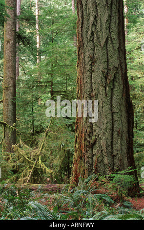 MacMillan Prov Parco, giant Douglas abeti, l'isola di Vancouver, British Columbia, Canada. Foto Stock