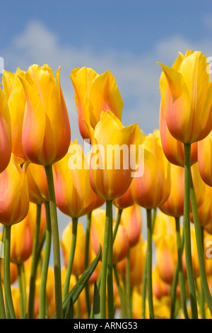 Giardino in comune tulip (Tulipa gesneriana), fiori contro il cielo blu, Paesi Bassi, Sint Maartensbrug Foto Stock