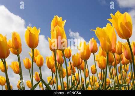 Giardino in comune tulip (Tulipa gesneriana), fiori contro il cielo blu, Paesi Bassi, Sint Maartensbrug Foto Stock