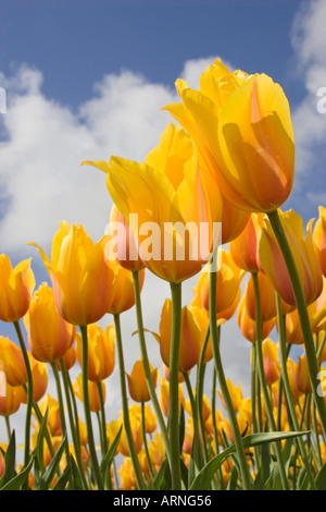 Giardino in comune tulip (Tulipa gesneriana), fiori contro il cielo blu, Paesi Bassi, Sint Maartensbrug Foto Stock