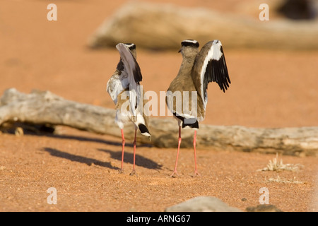 Crowned Plover (Vanellus coronatus), dopo l'accoppiamento, Sud Africa, Kruger NP, Lug 05. Foto Stock