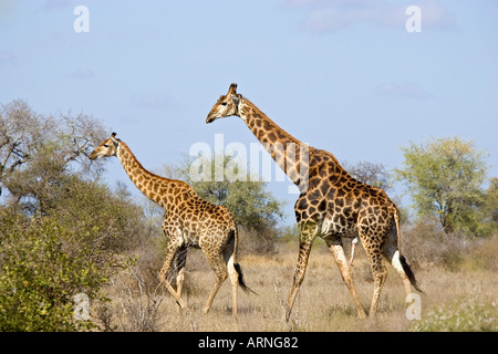 Giraffe (Giraffa camelopardalis), prima di accoppiare, Sud Africa, Kruger NP, Lug 05. Foto Stock