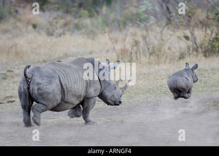 Rinoceronte bianco, quadrato-rhinoceros a labbro, erba rinoceronte (Ceratotherium simum), madre di vitello con esecuzione di distanza, Sud Africa Foto Stock