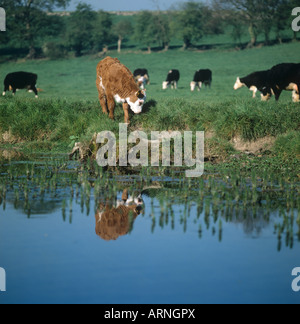 I giovani vitelli sulla sponda di un fiume ancora e riflessa nell'acqua Oxfordshire Foto Stock