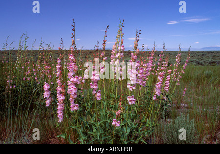 Nord America Dubois Idaho Foxglove fiori selvatici che crescono sulla strada In una parte senza trepidazione delle Montagne Rocciose degli Stati Uniti paesaggio montagne lontane Foto Stock