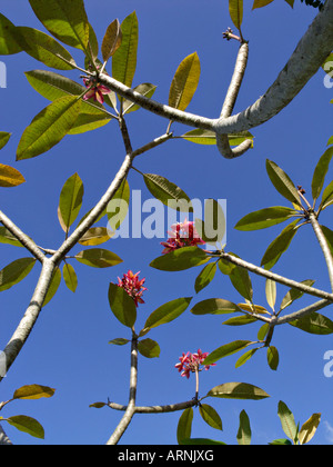 Il frangipani (plumeria rubra) Foto Stock