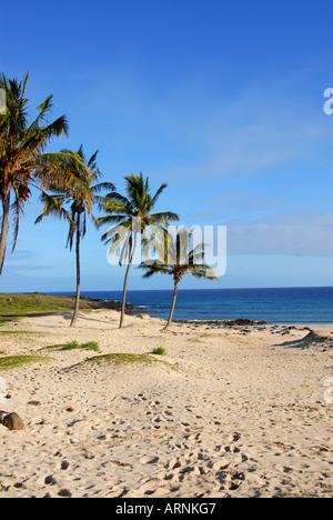 Cile Isola di Pasqua Anakena di spiaggia di sabbia bianca, palme e oceano pacifico in background con cielo blu chiaro Foto Stock