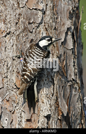 Rosso-cockaded Woodpecker - specie in via di estinzione - Verticale Foto Stock