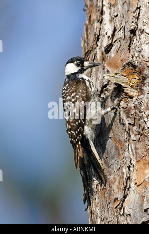 Rosso-cockaded Woodpecker - specie in via di estinzione - Verticale Foto Stock