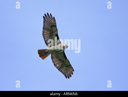 Red tailed Hawk in volo Foto Stock