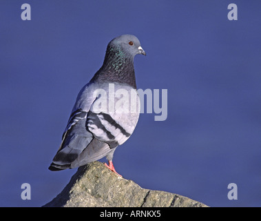 Rock Colomba - Pigeon Foto Stock