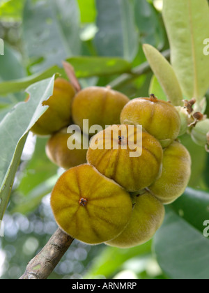 Il burro frutta (diospyros blancoi) Foto Stock