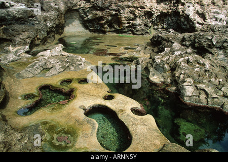 Spiaggia di botanica, pozze di marea a bassa marea, Isola di Vancouver, British Columbia, Canada. Foto Stock