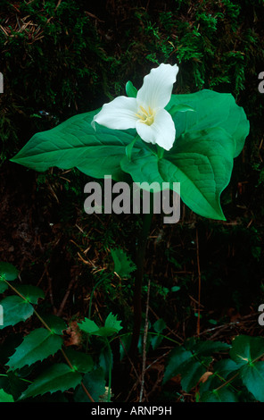 Trillium; Western Wake Robbin (Trillium ovatum), British Columbia, Canada. Foto Stock