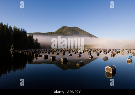 Oyster farm su Lemmens ingresso, Tofino, Clayoquot Sound, Isola di Vancouver, British Columbia, Canada. Foto Stock