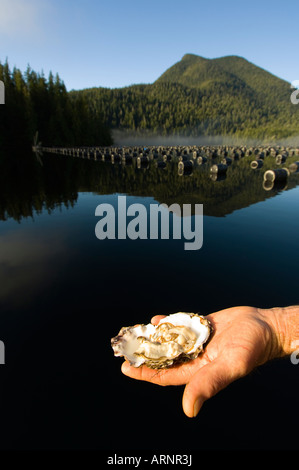 Oyster coltivatore visualizza sgusciati oyster sul Lemmens ingresso, Tofino, Clayoquot Sound, British Columbia, Canada. Foto Stock