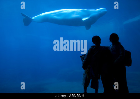 Silhouette di persone tenendo il Beluga, Aquarium di Vancouver, British Columbia, Canada. Foto Stock