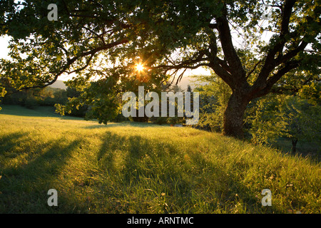 Serata sole che splende attraverso i rami di un albero di quercia Foto Stock