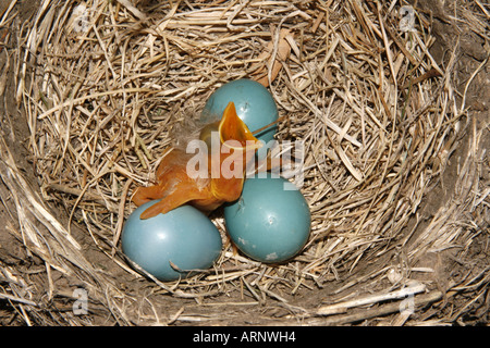 American wood Nest con uova e annidata Foto Stock