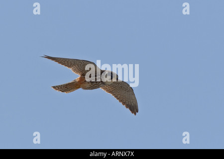 Hobby, Falco Subbuteo® Foto Stock