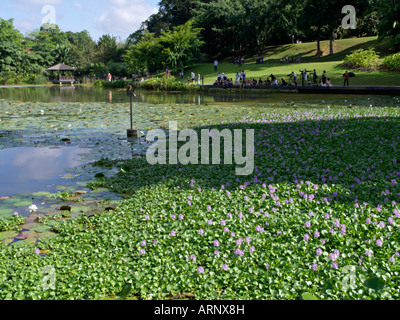 Giacinto di acqua (eichhornia crassipes) sul lago symphony, Singapore Botanic Gardens Foto Stock