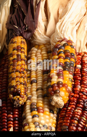 Diversi tipi di mais Indiano Foto Stock